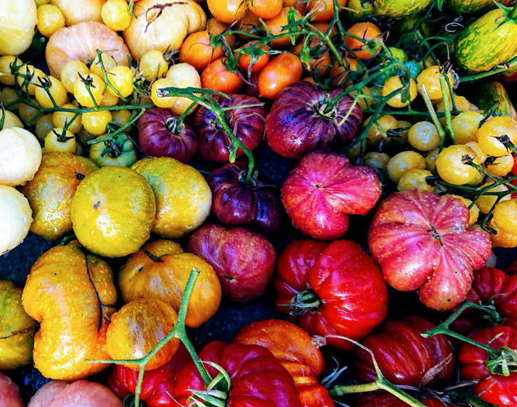 Different Types of Tomatoes Different Types of Tomatoes